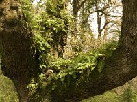 Polypodium cambricum 18, Saxifraga-Jan van der Straaten