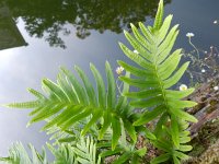 Polypodium cambricum 21, Saxifraga-Rutger Barendse