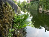 Polypodium cambricum 22, Saxifraga-Rutger Barendse