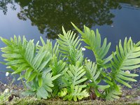 Polypodium cambricum 24, Saxifraga-Rutger Barendse