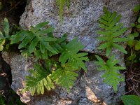 Polypodium cambricum 25, Saxifraga-Ed Stikvoort