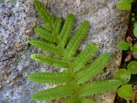 Polypodium cambricum 26, Saxifraga-Ed Stikvoort