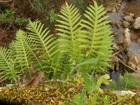 Polypodium cambricum 28, Saxifraga-Peter Meininger