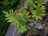 Polypodium cambricum 34, Gedrongen eikvaren, Saxifraga-Ed Stikvoort