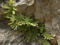 Polypodium cambricum 4, Saxifraga-Jan van der Straaten