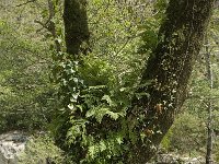 Polypodium cambricum 6, Saxifraga-Willem van Kruijsbergen