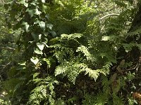 Polypodium cambricum 7, Saxifraga-Willem van Kruijsbergen