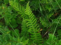 Polypodium interjectum 6, Brede eikvaren, Saxifraga-Jelle van Dijk