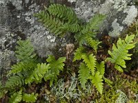 Polypodium vulgare 11, Gewone eikvaren, Saxifraga-Willem van Kruijsbergen