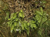 Polypodium vulgare 16, Gewone Eikvaren, Saxifraga-Jan van der Straaten