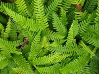 Polypodium vulgare 17, Gewone eikvaren, Saxifraga-Rudmer Zwerver