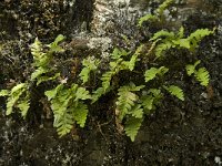 Polypodium vulgare 18, Gewone eikvaren, Saxifraga-Willem van Kruijsbergen