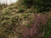 Polypodium vulgare 22, Gewone eikvaren, Saxifraga-Hans Boll