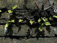 Polypodium vulgare 24, Gewone eikvaren, Saxifraga-Ed Stikvoort