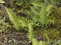 Polypodium vulgare 44, Gewone eikvaren, Saxifraga-Willem van Kruijsbergen