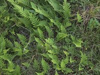 Brede eikvaren   Gewone eikvaren Polypodium interjectum   Polypodium vulgare