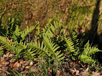 Polypodium vulgare 8, Gewone eikvaren, Saxifraga-Hans Dekker