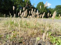 Polypogon maritimus 11, Saxifraga-Rutger Barendse