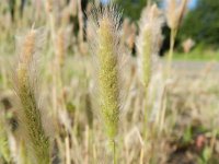 Polypogon maritimus 12, Saxifraga-Rutger Barendse