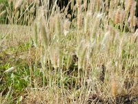 Polypogon maritimus 13, Saxifraga-Rutger Barendse