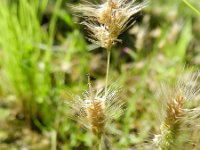 Polypogon maritimus 16, Saxifraga-Rutger Barendse