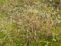 Polypogon maritimus 4, Saxifraga-Rutger Barendse