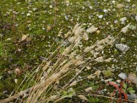 Polypogon maritimus 6, Saxifraga-Rutger Barendse