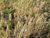 Polypogon maritimus 9, Saxifraga-Rutger Barendse