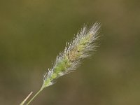 Polypogon monspeliensis 2, Baardgras, Saxifraga-Peter Meininger