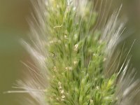 Polypogon monspeliensis 3, Baardgras, Saxifraga-Rutger Barendse