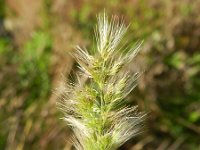 Polypogon monspeliensis 4, Baardgras, Saxifraga-Rutger Barendse