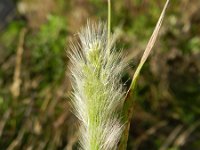 Polypogon monspeliensis 6, Baardgras, Saxifraga-Rutger Barendse