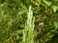 Polypogon viridis 4, Kransgras, Saxifraga-Rutger Barendse