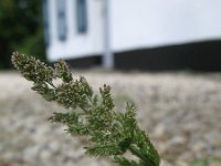 Polypogon viridis 7, Kransgras, Saxifraga-Rutger Barendse