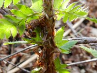 Polystichum aculeatum 11, Stijve naaldvaren, Saxifraga-Rutger Barendse