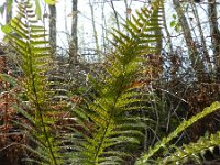 Polystichum aculeatum 12, Stijve naaldvaren, Saxifraga-Rutger Barendse