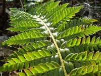 Polystichum aculeatum 13, Stijve naaldvaren, Saxifraga-Rutger Barendse