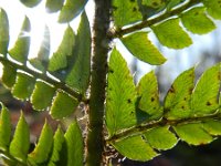 Polystichum aculeatum 14, Stijve naaldvaren, Saxifraga-Rutger Barendse