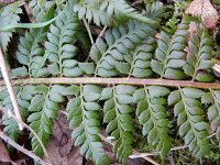 Polystichum aculeatum 15, Stijve naaldvaren, Saxifraga-Rutger Barendse