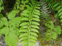 Polystichum aculeatum 17, Stijve naaldvaren, Saxifraga-Rutger Barends