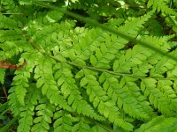 Polystichum aculeatum 18, Stijve naaldvaren, Saxifraga-Rutger Barendse