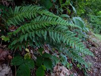 Polystichum aculeatum 19, Stijve naaldvaren, Saxifraga-Ed Stikvoort