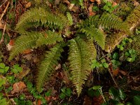 Polystichum aculeatum 22, Stijve naaldvaren, Saxifraga-Ed Stikvoort