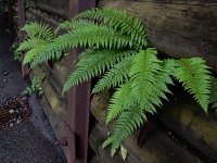 Polystichum aculeatum 27, Stijve naaldvaren, Saxifraga-Ed Stikvoort