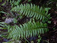 Polystichum aculeatum 28, Stijve naaldvaren, Saxifraga-Ed Stikvoort