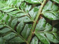 Polystichum aculeatum 3, Stijve naaldvaren, Saxifraga-Rutger Barendse