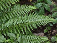 Polystichum aculeatum 5, Stijve naaldvaren, Saxifraga-Peter Meininger