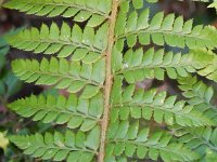 Polystichum aculeatum 6, Stijve naaldvaren, Saxifraga-Peter Meininger