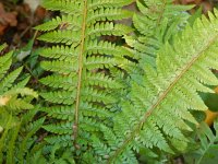 Polystichum aculeatum 7, Stijve naaldvaren, Saxifraga-Peter Meininger