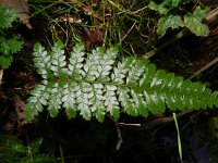 Polystichum aculeatum 9, Stijve naaldvaren, Saxifraga-Rutger Barendse